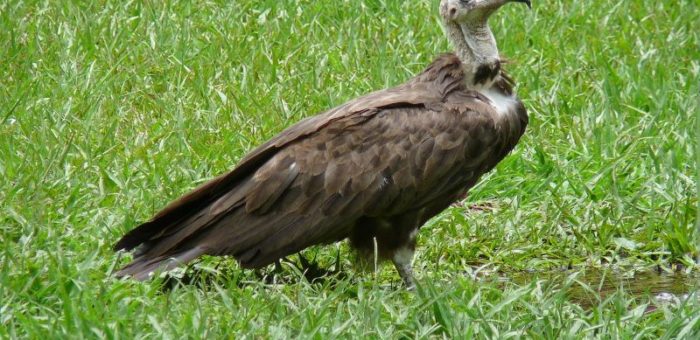 Suivi particulier du vautour charognard dans les communes riveraines à la réserve de biosphère de la Pendjari et du parc W Bénin