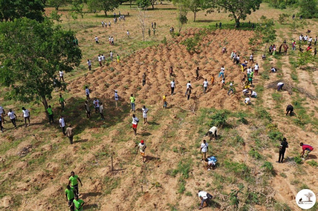 42ᵉ JOURNÉE NATIONALE DE L’ARBRE / 1ᵉʳ juin 2026