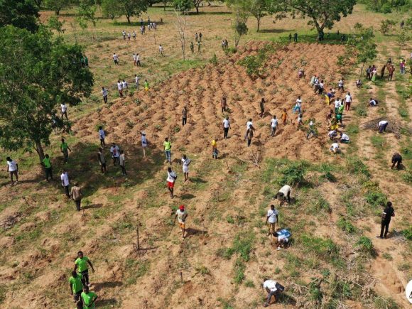 42ᵉ JOURNÉE NATIONALE DE L’ARBRE / 1ᵉʳ juin 2026
