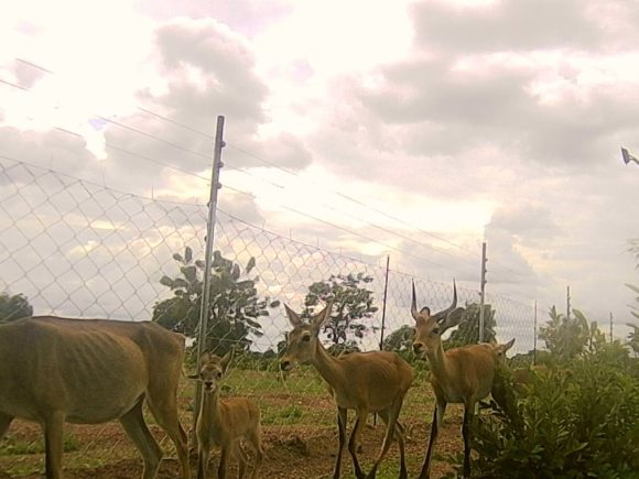Une première naissance au Centre de Conservation et de Récupération de la Faune Sauvage de Tanguiéta !